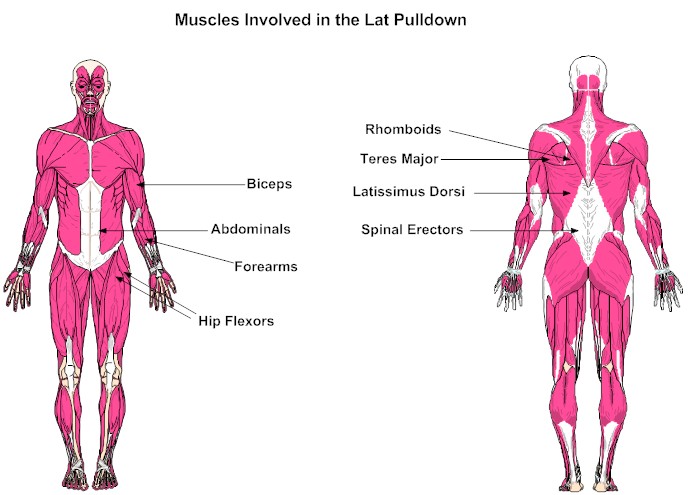 Muscles Involved in the Lat Pulldown